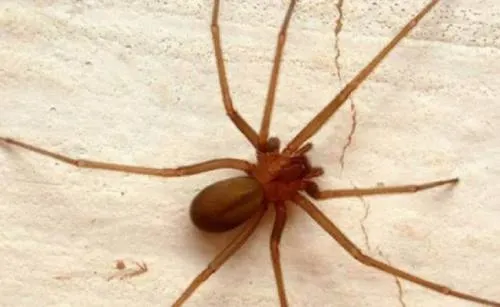 Bebé en Nayarit podría perder su pie izquierdo por la mordedura de una araña violinista