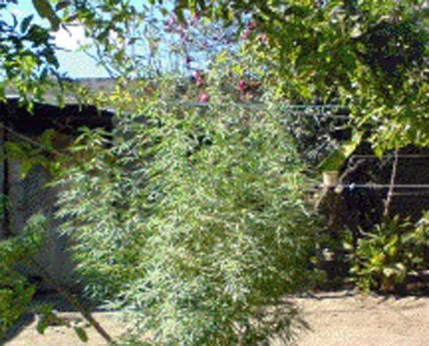 Policía Estatal ubicó plantío de marihuana; aseguran 2 presuntos narcomenudistas