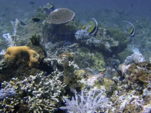 Cambio climático afecta a corales de mayor arrecife del mundo