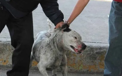 Regidores del G5 modificarán Coremun para incremento sanciones por maltrato animal