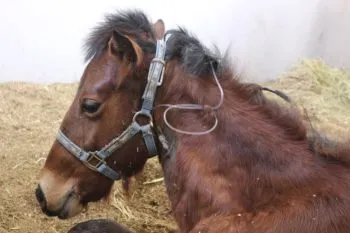 Gobierno estatal analiza adoptar a los caballos de Cuacolandia tras deceso de Elena Larrea