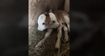 Ternerita de dos cabezas tiene dos días de nacida y causa sensación en redes sociales