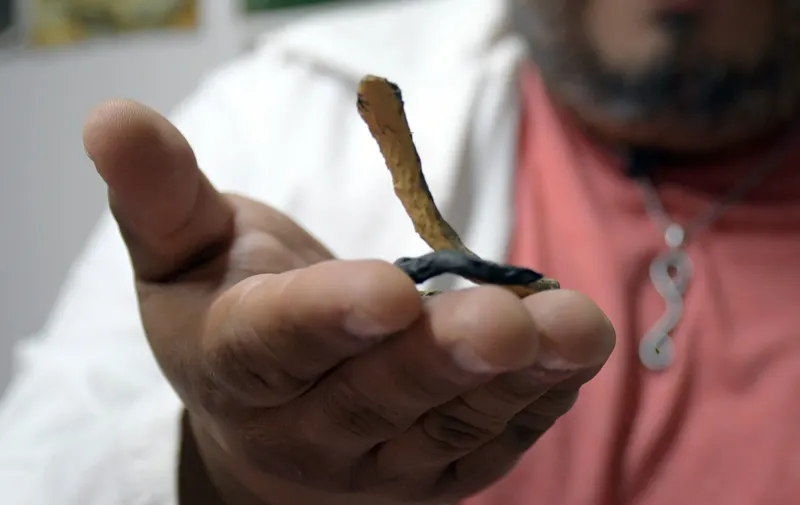 Investigador de la BUAP participa en el descubrimiento de nueva especie y género de serpiente endémica de Puebla