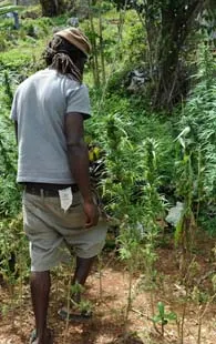 Pueblo decide si cultiva marihuana para salir de la crisis económica