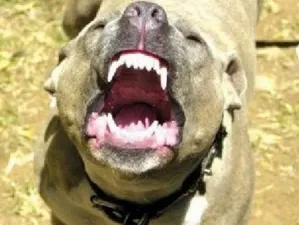 Jauría de Pitbull y Bullterrier asesinaron a funcionario de Tepoztlán