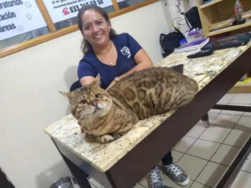 Pensaron que era un leopardo pero era un enorme gato, fue rescatado en Tampico
