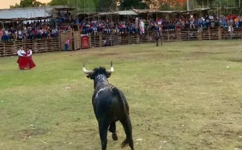 Avala Rivera Vivanco propuesta para prohibir corridas de toros y peleas de gallos