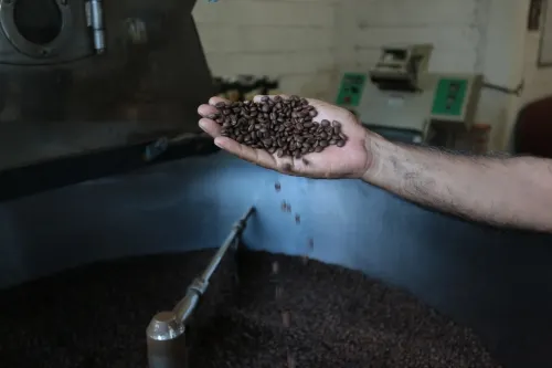 Inicia SDR con programa de recuperación de la cafeticultura poblana