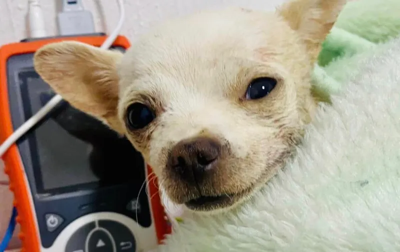 Perro