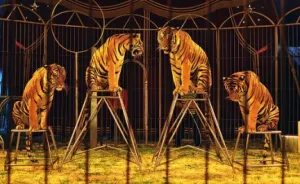 En Puebla se ha respetado la ley y no se han presentado circos con animales