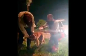 Continúa la violencia contra los animales en Puebla: balacean a dos perros en Los Héroes