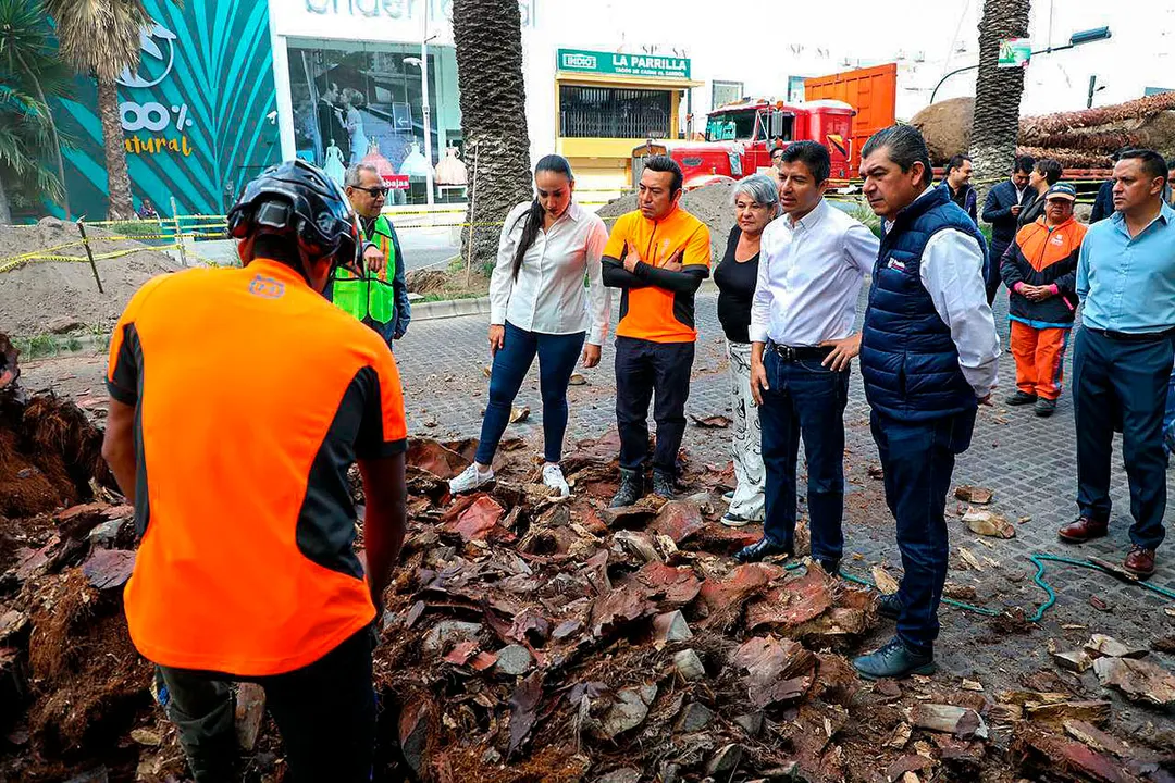 Ayuntamiento De Puebla Reforestacion Avenida Juarez