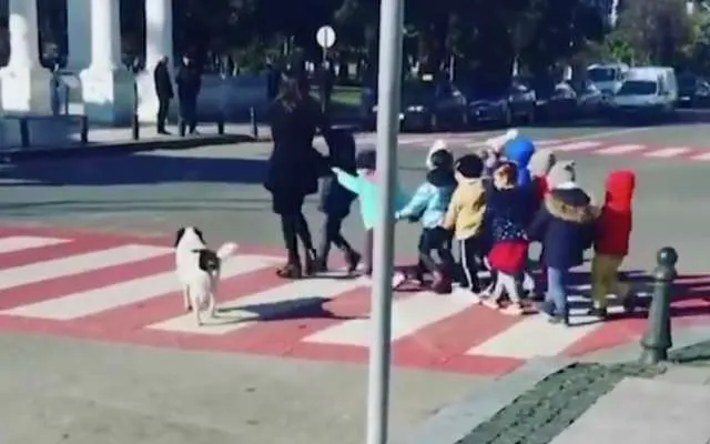 Suaves oficiales de tránsito: Perrito callejero detiene el tráfico para que niños crucen la calle
