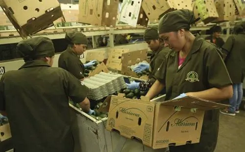 Prevén ajuste del aguacate; se vende en 90 pesos el kilo