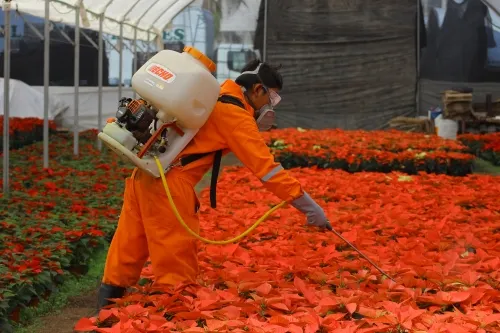 Logra desarrollo rural controlar amenazas fitosanitarias en cultivos de Puebla