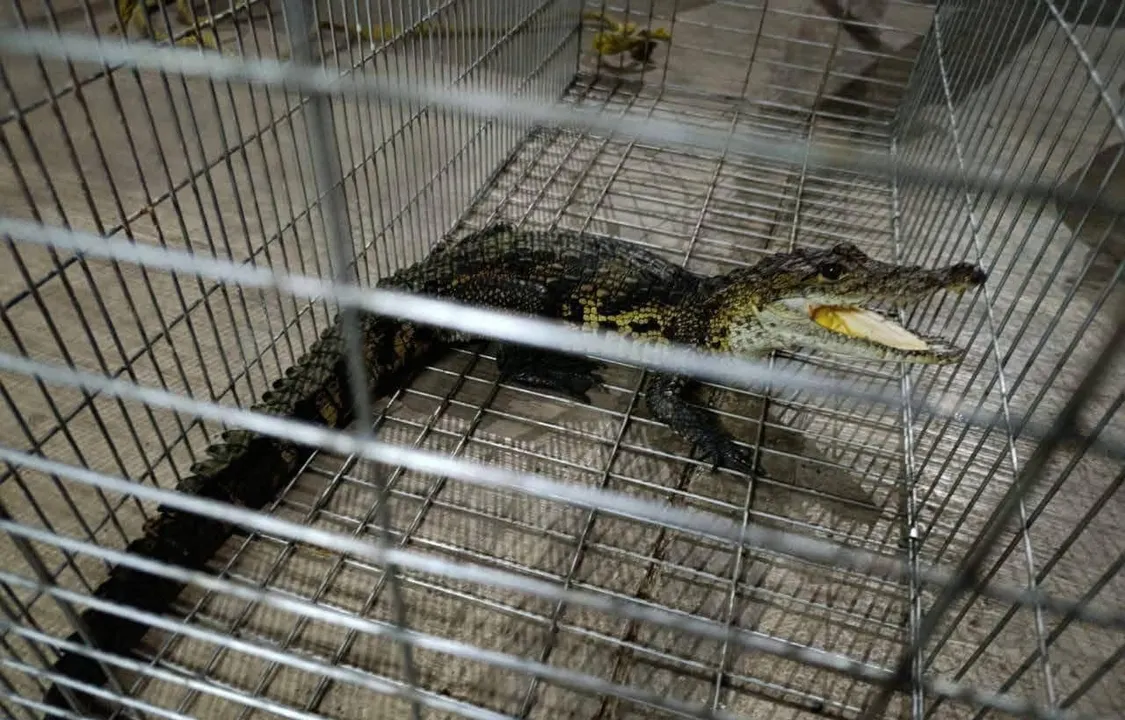 Rescatan a cocodrilo que deambulaba por una calle de Xicotepec