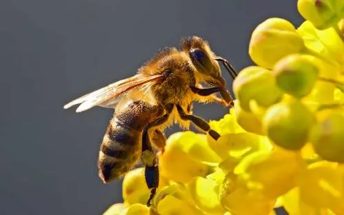 Las abejas dejaron de zumbar en el último eclipse solar total