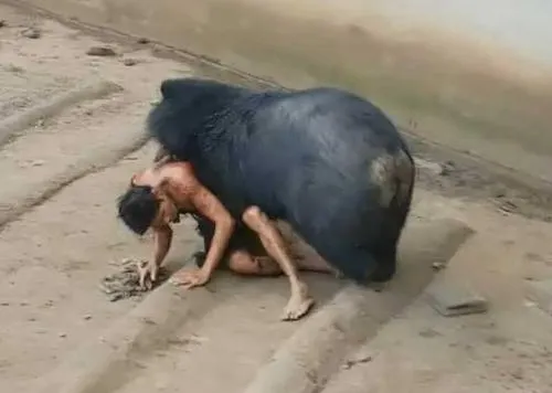 Se burlaba de osos hambrientos y uno casi lo devora