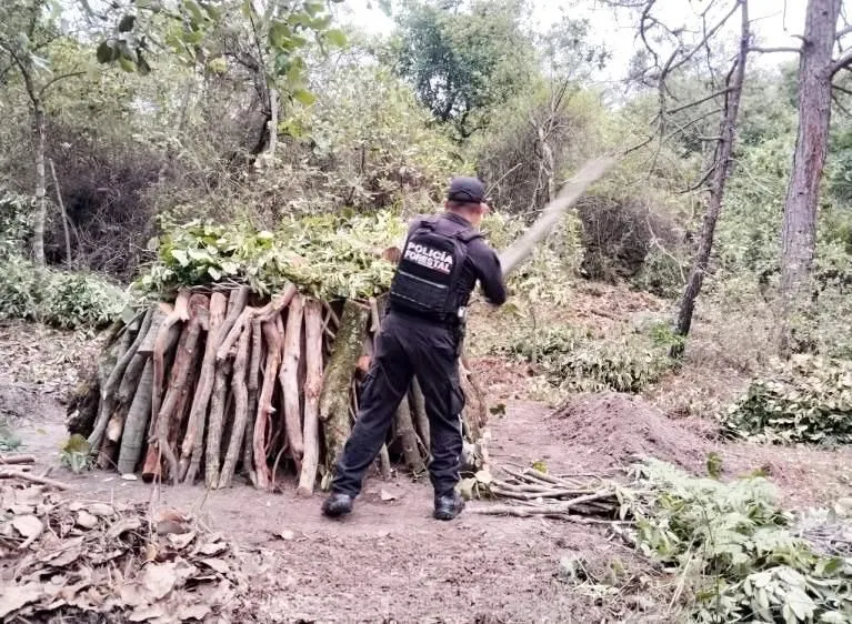 ssp-pue-hornos-clandestinos
