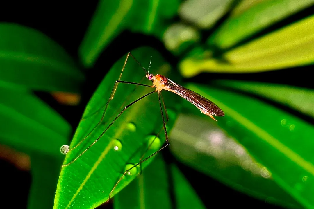 mosquito