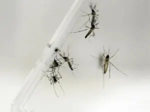 México aprueba primera vacuna contra dengue