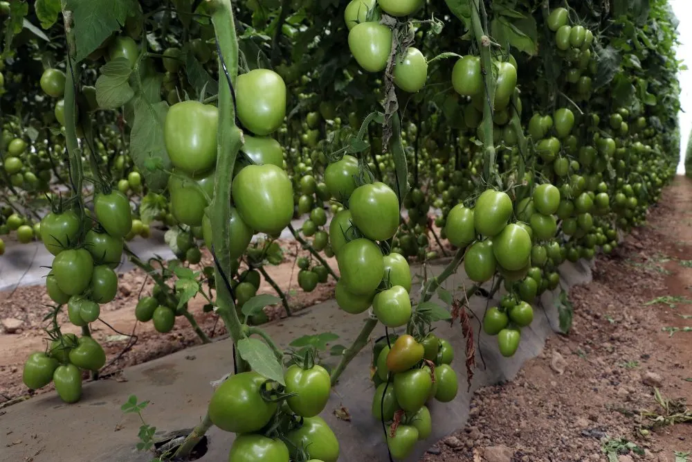 Alcanza tomate poblano mil toneladas exportadas a EEUU