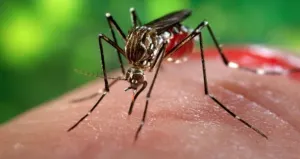 Realizan Primera Jornada de Lucha contra Zika