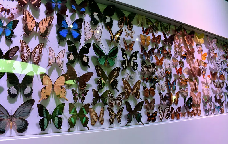 museo-de-la-evolucion-tehuacan