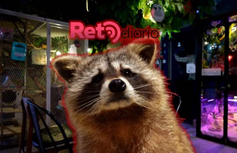 Corea del Sur toma medidas drásticas contra los cafés de animales