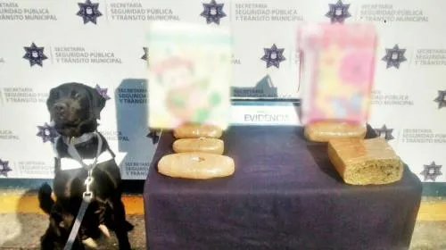 Asegura SSPTM en la CAPU alrededor de 2 kilos y medio de marihuana