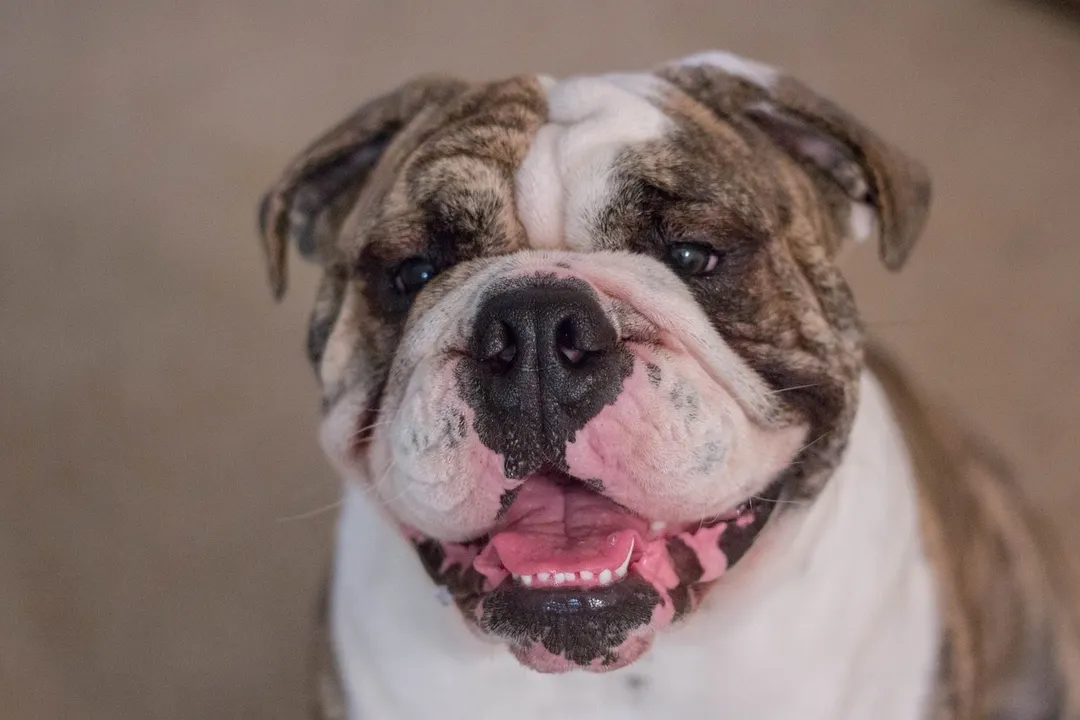 bulldog inglés