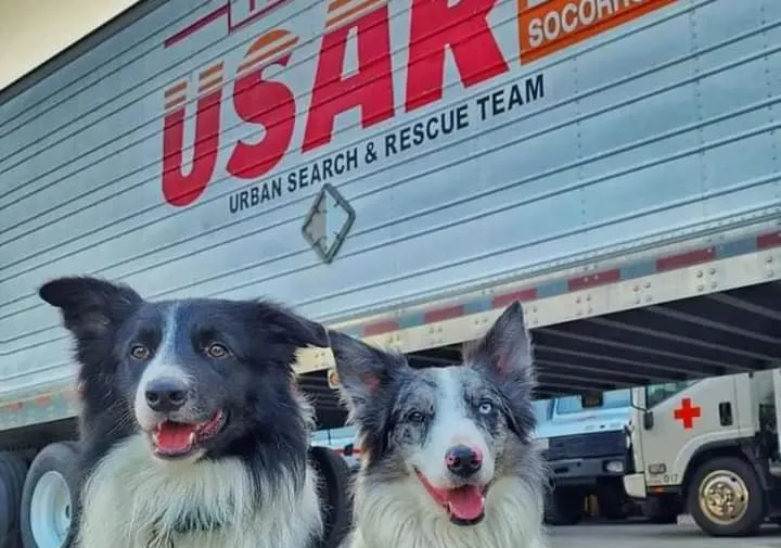 Perros rescatistas de la Cruz Roja de México