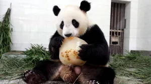 Osos pandas de una reserva natural de China en peligro por moquillo