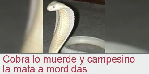 Cobra lo muerde y campesino la mata a mordidas