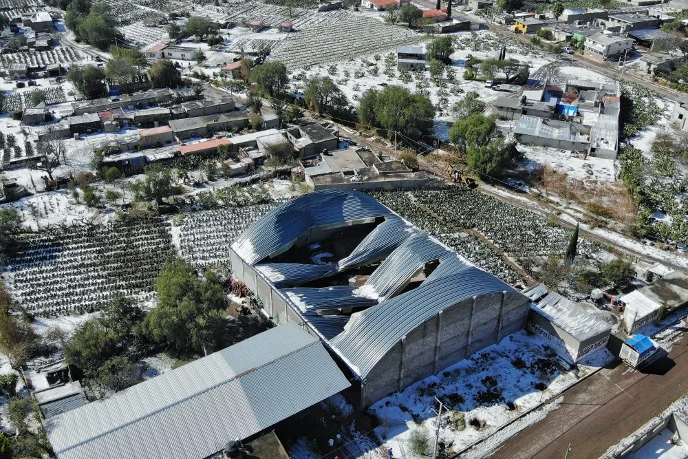 Aguanieve daña 150 hectáreas de nopal y tuna en Acatzingo