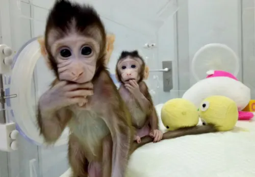 Ellos son zhong zhong y hua hua, los primeros monos clonados en china