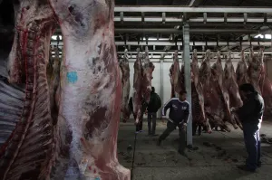 Ayuntamiento entregará incentivo fiscal a introductores de carne