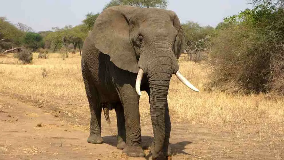 TikToker de Sri Lanka multado por maltratar a elefante