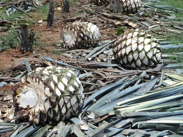 Día Internacional del Tequila