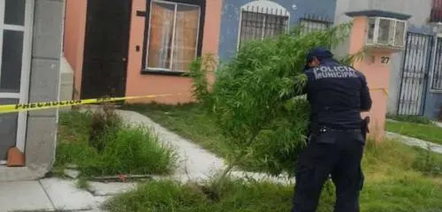Encuentran planta de marihuana en una casa de Amozoc
