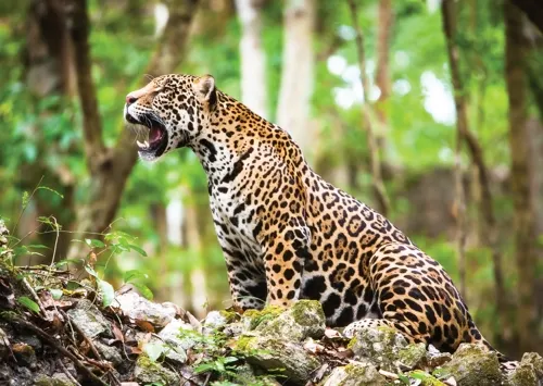 Proyecto de conservación del Jaguar gana premio “Por Amor a México” de VW