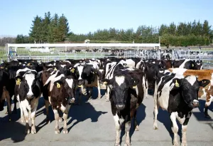 Roban 500 vacas de una granja; el dueño se muere de vergüenza