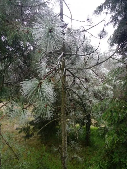 Conafor evalúa Declaratoria de Contingencia en Sierras Norte y Nororiental