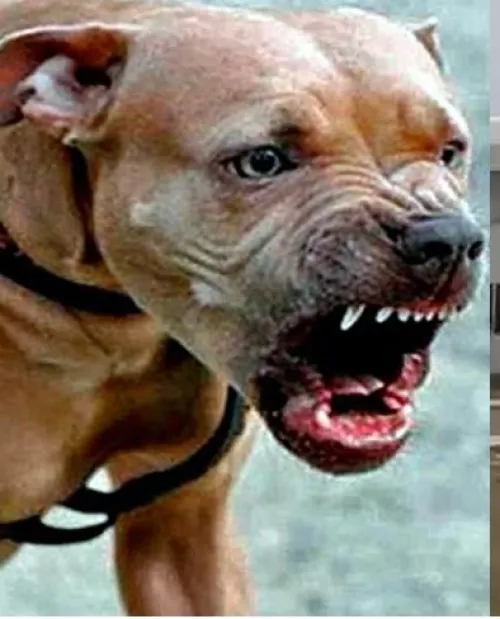Menor pierde la vida al ser atacada por un pitbull en Tehuacán
