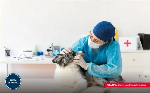 Esencial el trabajo de un médico veterinario durante la pandemia