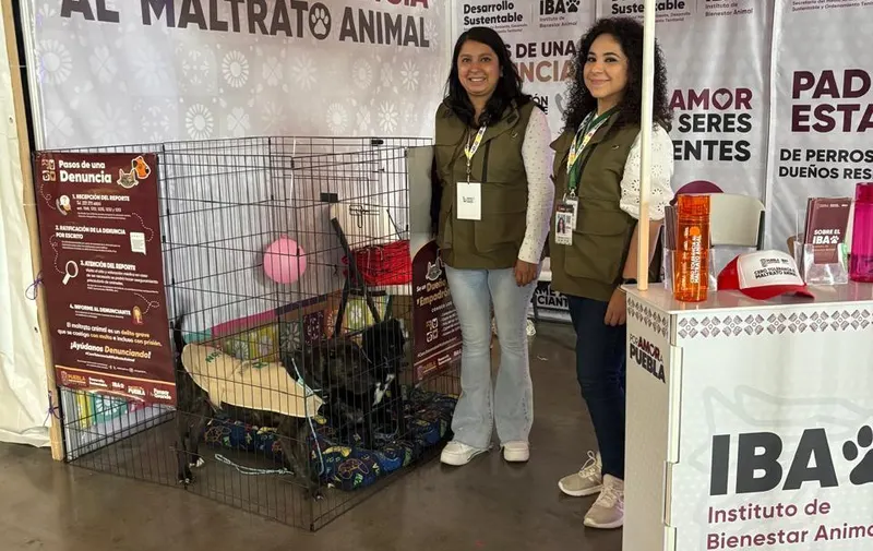 Gobiernos federal y estatal impulsarán campaña de protección de animales