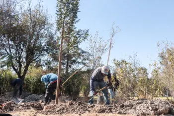 Puebla sembrará 177 mil 950 árboles como parte de la Jornada de Reforestación 2026