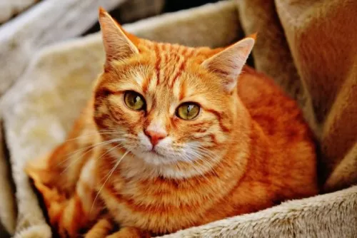 Reportan primer caso de gato con Covid-19 en Reino Unido