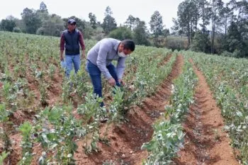 Gobierno estatal atenderá a productores afectados por contingencias climatológicas: SDR