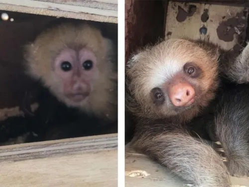 ¡Terrible crueldad! Matan a monos capuchinos bebés y osos perezosos